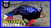 10-Rare-Animals-Only-Found-In-The-Philippines-01-xvay