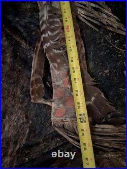 1800s NATIVE AMERICAN PARFLESH QUIVER ARROWS VERY NICE QUALITY! HTF RARE