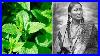 6-Plants-Native-Americans-Use-To-Cure-Everything-01-kx
