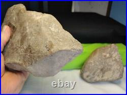Authentic uni-faced single barbed war club made of fossilized conglomerate RARE