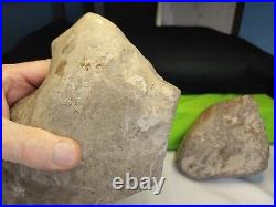 Authentic uni-faced single barbed war club made of fossilized conglomerate RARE