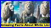 Most-Amazing-Facts-About-White-Lion-In-Hindi-Urdu-Most-Rare-Lion-Of-God-01-xs