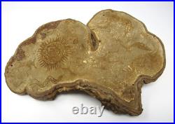 Native American Indians Pictographs on Fungus Conk 8 Old Symbols 15 x 11 RARE