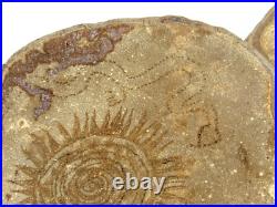 Native American Indians Pictographs on Fungus Conk 8 Old Symbols 15 x 11 RARE