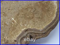 Native American Indians Pictographs on Fungus Conk 8 Old Symbols 15 x 11 RARE