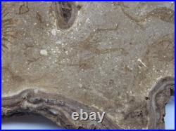 Native American Indians Pictographs on Fungus Conk 8 Old Symbols 15 x 11 RARE