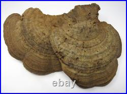 Native American Indians Pictographs on Fungus Conk 8 Old Symbols 15 x 11 RARE