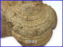 Native American Indians Pictographs on Fungus Conk 8 Old Symbols 15 x 11 RARE