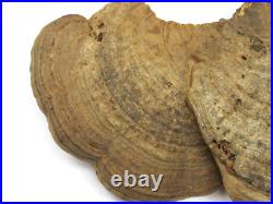 Native American Indians Pictographs on Fungus Conk 8 Old Symbols 15 x 11 RARE