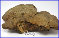 Native American Indians Pictographs on Fungus Conk 8 Old Symbols 15 x 11 RARE