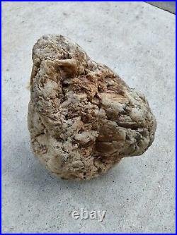 Native American Stone Effigy. Portable Rock Art. Rare. Great Value Artifacts