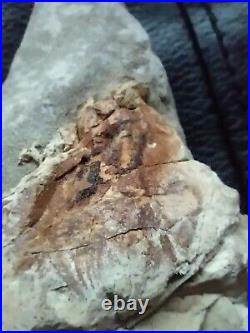 Native American Stone Effigy. Portable Rock Art. Rare. Great Value Artifacts