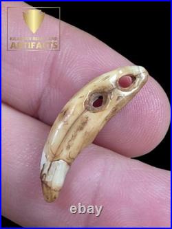 Rare Glovers Cave Double Drilled Canine / Ex Vietzen