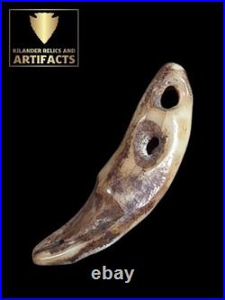 Rare Glovers Cave Double Drilled Canine / Ex Vietzen