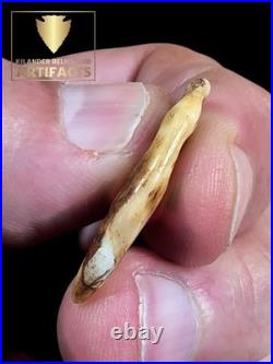 Rare Glovers Cave Double Drilled Canine / Ex Vietzen