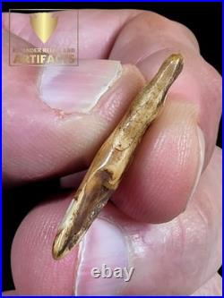 Rare Glovers Cave Double Drilled Canine / Ex Vietzen