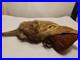 Rare-Vintage-Native-American-Preserved-Fox-Horned-Ceremonial-Rattle-Noise-Maker-01-er