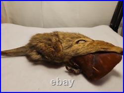 Rare Vintage Native American Preserved Fox Horned Ceremonial Rattle Noise Maker