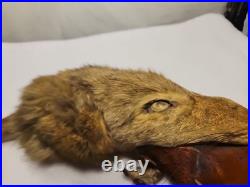 Rare Vintage Native American Preserved Fox Horned Ceremonial Rattle Noise Maker