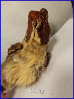 Rare Vintage Native American Preserved Fox Horned Ceremonial Rattle Noise Maker