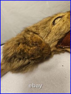 Rare Vintage Native American Preserved Fox Horned Ceremonial Rattle Noise Maker