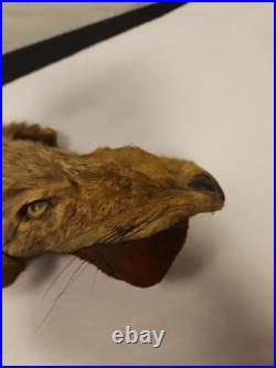 Rare Vintage Native American Preserved Fox Horned Ceremonial Rattle Noise Maker