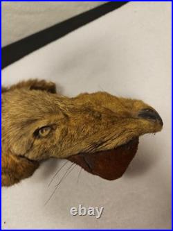 Rare Vintage Native American Preserved Fox Horned Ceremonial Rattle Noise Maker