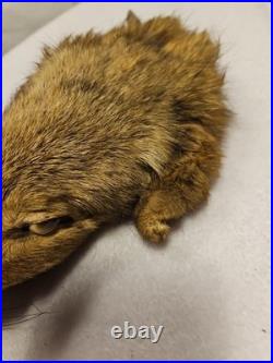 Rare Vintage Native American Preserved Fox Horned Ceremonial Rattle Noise Maker