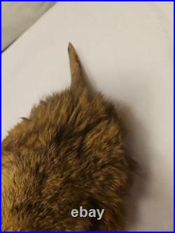 Rare Vintage Native American Preserved Fox Horned Ceremonial Rattle Noise Maker