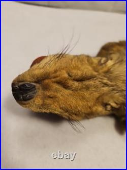 Rare Vintage Native American Preserved Fox Horned Ceremonial Rattle Noise Maker