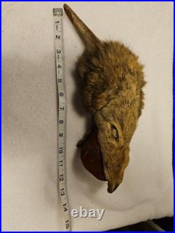 Rare Vintage Native American Preserved Fox Horned Ceremonial Rattle Noise Maker