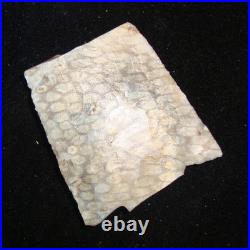 Super Rare RATTLESNAKE HONEYCOMB CORAL NEWNAN Deep South Arrowhead 82