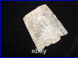 Super Rare RATTLESNAKE HONEYCOMB CORAL NEWNAN Deep South Arrowhead 82