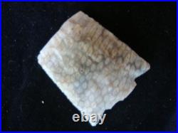 Super Rare RATTLESNAKE HONEYCOMB CORAL NEWNAN Deep South Arrowhead 82