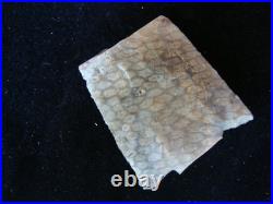 Super Rare RATTLESNAKE HONEYCOMB CORAL NEWNAN Deep South Arrowhead 82