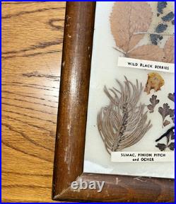 Vintage Native American Framed Navajo Vegetable Dye Chart Rare Collectable