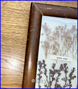 Vintage Native American Framed Navajo Vegetable Dye Chart Rare Collectable