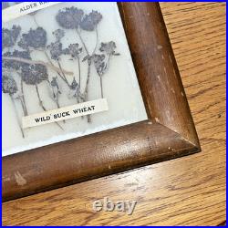 Vintage Native American Framed Navajo Vegetable Dye Chart Rare Collectable