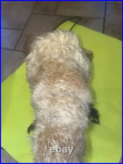 Vintage RARE Native American Ceremonial Medicine Stick Deer Head Moves