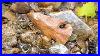 Year-Maker-Two-Amazing-Native-American-Artifacts-Found-While-Creek-Walking-In-Southern-Ohio-01-fp